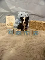Tuxedo, a male Chihuahua for sale in Walker, LA – 2 of 4