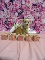 Glitz, a female Chihuahua for sale in Walker, LA – 3 of 3