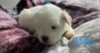 Jade/💙 blue hazel/green eyes, a male Lhasapoo for sale in Cicero, IL – 2 of 6