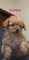 Lioness, a female Poodle - Toy  for sale in Cicero, IL – 3 of 7