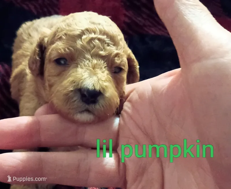 LIL Pumpkin (Mini-Toy Poodle) – Poodle - Toy  puppy for sale in Cicero, IL