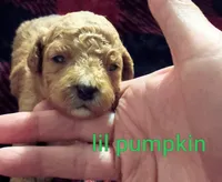 LIL Pumpkin (Mini-Toy Poodle), a male Poodle - Toy  for sale in Cicero, IL – 1 of 4