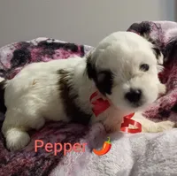 Pepper/red🌶️, a female Lhasapoo for sale in Cicero, IL – 2 of 4