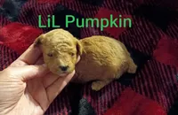 LIL Pumpkin (Mini-Toy Poodle), a male Poodle - Toy  for sale in Cicero, IL – 2 of 4