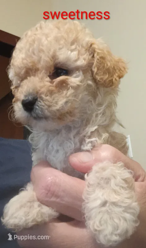 Sweetness- Teacup – Poodle - Toy  puppy for sale in Cicero, IL