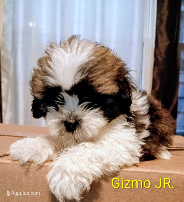 Gizmo JR. /Reduced price – Lhasa Apso puppy for sale in Cicero, IL