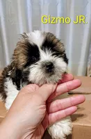 Gizmo JR. /Reduced price, a male Lhasa Apso for sale in Cicero, IL – Photo 4 of 6