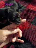 Big Mama Teacup, a female Yorkshire Terrier for sale in Cicero, IL – 2 of 2