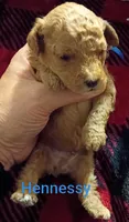 Hennessy (Mini-Toy Poodle) blue ribbon, a male Poodle - Toy  for sale in Cicero, IL – 6 of 6