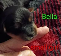 Bella Teacup, a female Yorkshire Terrier for sale in Cicero, IL – 2 of 2