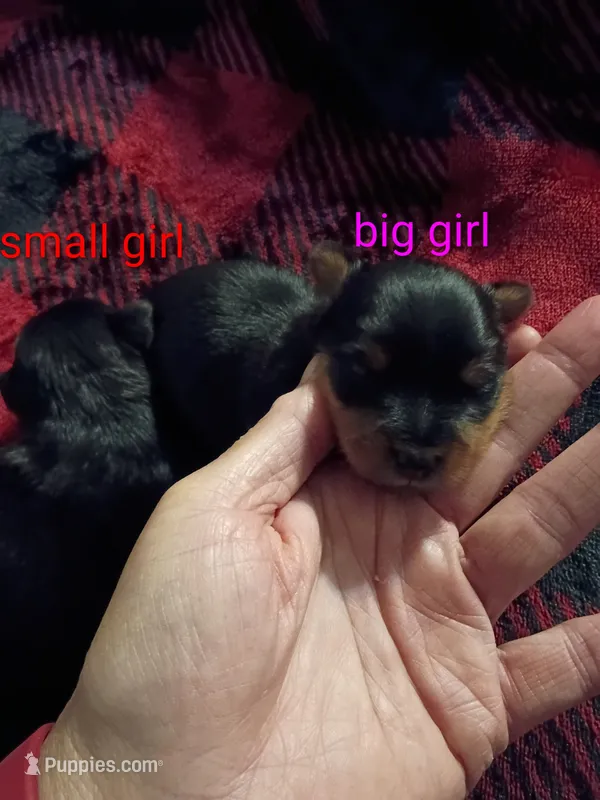 Big Mama Teacup – Yorkshire Terrier puppy for sale in Cicero, IL