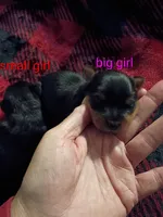 Big Mama Teacup, a female Yorkshire Terrier for sale in Cicero, IL – 1 of 2