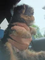 Maggie, a female Yorkshire Terrier and Poodle - Toy  for sale in Cicero, IL – 3 of 7