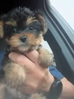 Maggie, a female Yorkshire Terrier and Poodle - Toy  for sale in Cicero, IL – 5 of 7