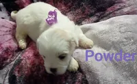 Powder/💜 purple, a female Lhasapoo for sale in Cicero, IL – 2 of 4
