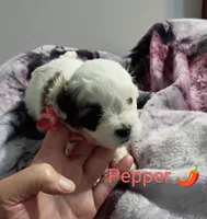 Pepper/red🌶️, a female Lhasapoo for sale in Cicero, IL – 3 of 4