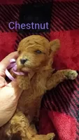 Chestnut(blue) Mini-Toy Poodle, a male Poodle - Toy  for sale in Cicero, IL – 3 of 4