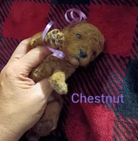 Chestnut(blue) Mini-Toy Poodle, a male Poodle - Toy  for sale in Cicero, IL – 2 of 4