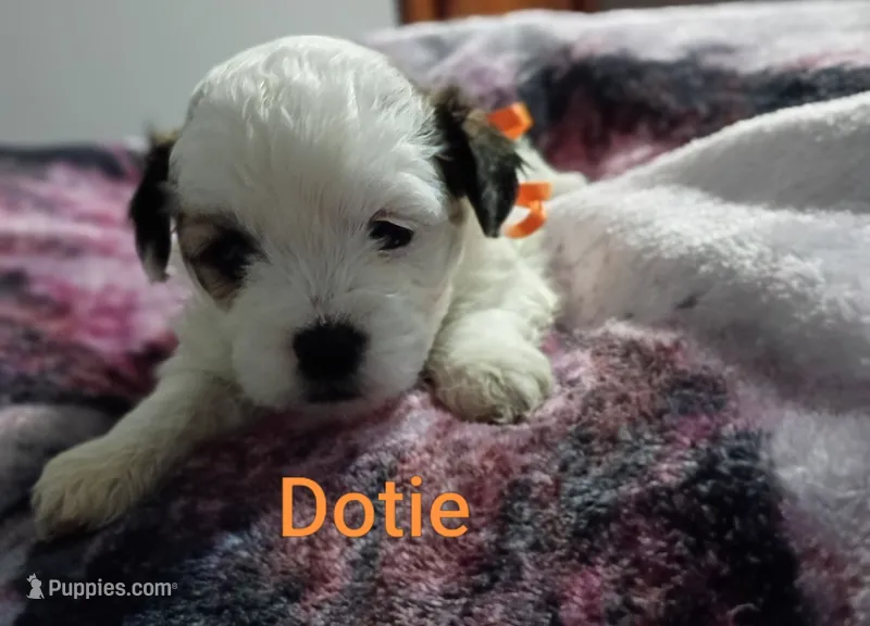 Dotie/orange 🧡 – Lhasapoo puppy for sale in Cicero, IL