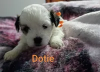 Dotie/orange 🧡, a female Lhasapoo for sale in Cicero, IL – 1 of 5
