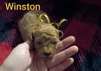 Winston - Red (Mini-Toy Poodle) yellow ribbon, a male Poodle - Toy  for sale in Cicero, IL – 4 of 5