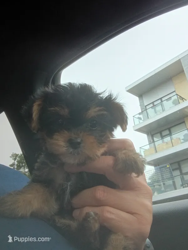 Maggie – Yorkshire Terrier, Poodle - Toy  puppy for sale in Cicero, IL