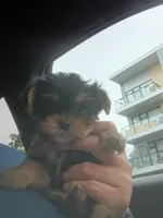 Maggie, a female Yorkshire Terrier and Poodle - Toy  for sale in Cicero, IL – 1 of 7