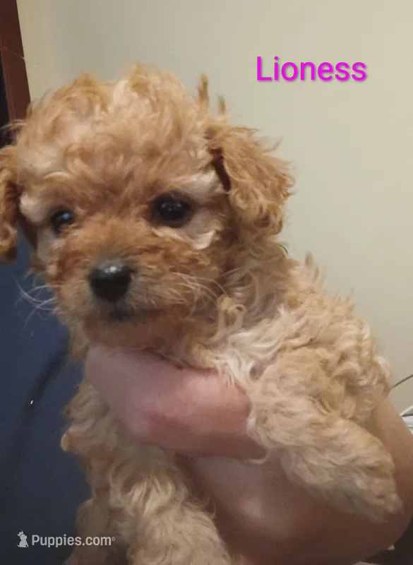 Lioness – Poodle - Toy  puppy for sale in Cicero, IL