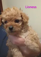 Lioness, a female Poodle - Toy  for sale in Cicero, IL – 1 of 7