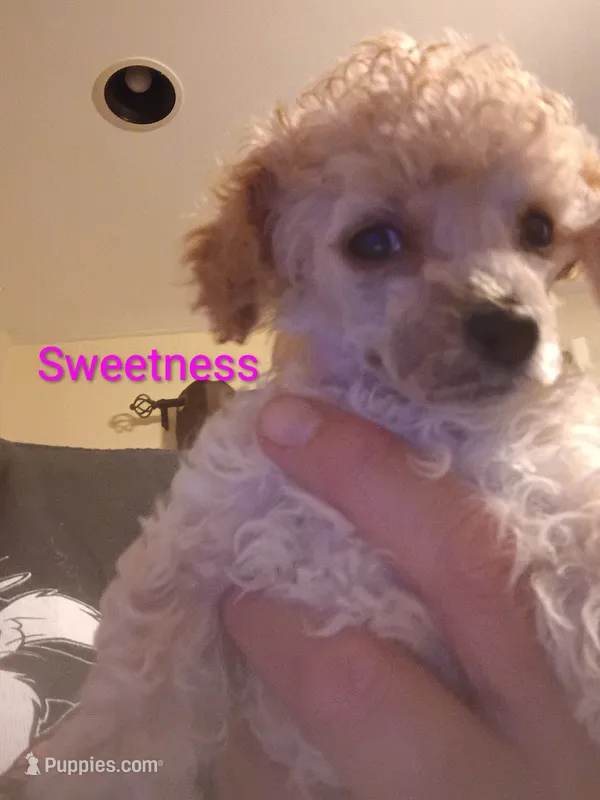 Sweetness- Teacup – Poodle - Toy  puppy for sale in Cicero, IL