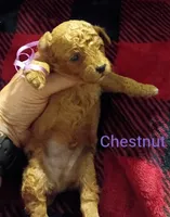 Chestnut(blue) Mini-Toy Poodle, a male Poodle - Toy  for sale in Cicero, IL – 4 of 4