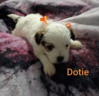Dotie/orange 🧡, a female Lhasapoo for sale in Cicero, IL – 3 of 5