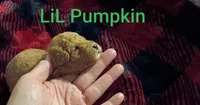 LIL Pumpkin (Mini-Toy Poodle), a male Poodle - Toy  for sale in Cicero, IL – 3 of 4