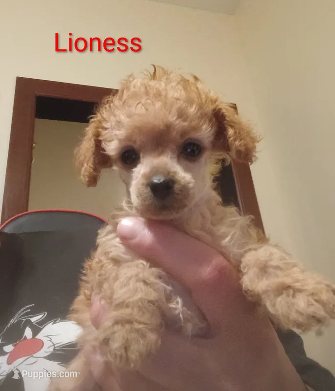 Lioness – Poodle - Toy  puppy for sale in Cicero, IL