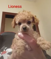 Lioness reduced, a female Poodle - Toy  for sale in Cicero, IL – 1 of 8