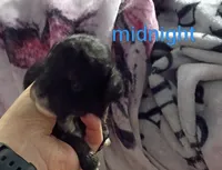 Midnight (Mini-Toy poodle), a male Poodle - Toy  for sale in Cicero, IL – 6 of 6