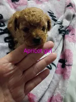 Lioness, a female Poodle - Toy  for sale in Cicero, IL – 7 of 7