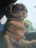 Maggie, a female Yorkshire Terrier and Poodle - Toy  for sale in Cicero, IL – 6 of 7