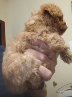 Lioness, a female Poodle - Toy  for sale in Cicero, IL – 4 of 7