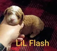 Flash (Mini-Toy Poodle), a male Poodle - Toy  for sale in Cicero, IL – 3 of 5