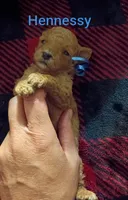 Hennessy (Mini-Toy Poodle) blue ribbon, a male Poodle - Toy  for sale in Cicero, IL – 5 of 6
