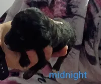 Midnight (Mini-Toy poodle), a male Poodle - Toy  for sale in Cicero, IL – 3 of 6