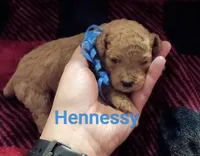 Hennessy (Mini-Toy Poodle) blue ribbon, a male Poodle - Toy  for sale in Cicero, IL – 4 of 6