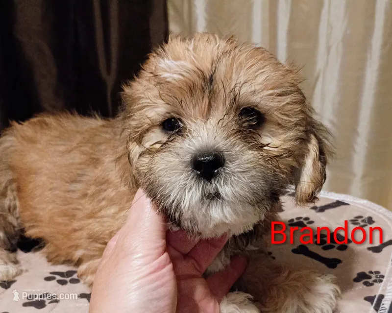 Brandon / Lorkie – Lhasapoo, Yorkshire Terrier puppy for sale in Cicero, IL