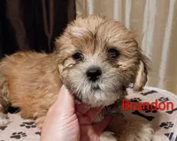 Brandon / Lorkie, a male Lhasapoo and Yorkshire Terrier for sale in Cicero, IL – Photo 1 of 6