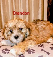 Brandon / Lorkie, a male Lhasapoo and Yorkshire Terrier for sale in Cicero, IL – Photo 5 of 6