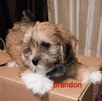 Brandon / Lorkie, a male Lhasapoo and Yorkshire Terrier for sale in Cicero, IL – Photo 6 of 6