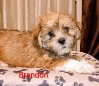 Brandon / Lorkie, a male Lhasapoo and Yorkshire Terrier for sale in Cicero, IL – Photo 4 of 6