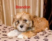 Brandon / Lorkie, a male Lhasapoo and Yorkshire Terrier for sale in Cicero, IL – Photo 3 of 6
