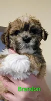 Brandon / Lorkie, a male Lhasapoo and Yorkshire Terrier for sale in Cicero, IL – Photo 2 of 6